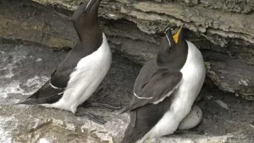 Razorbills