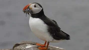 Puffin