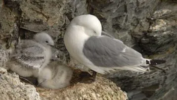 Kittiwakes